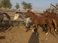 Yegua, Kazakh horse — foto 2