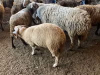 عنزة, الماعز — الصورة 4