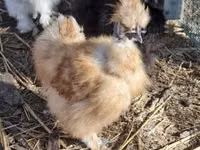 Seidenhuhn — Foto 1