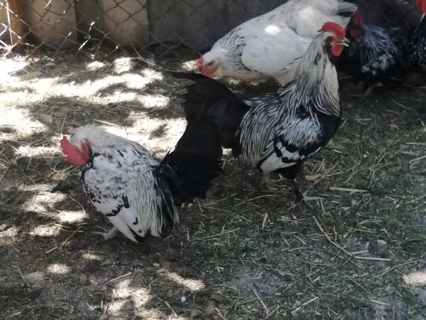Chickens — Kirgisistan