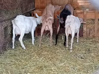 عنزة, Saanen goat — الصورة 6