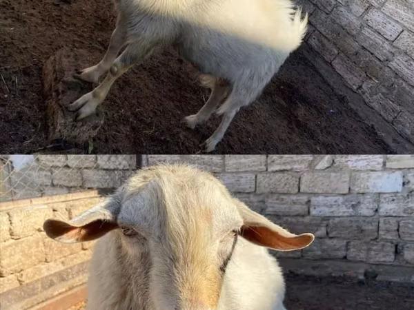 Cabro, Saanen goat