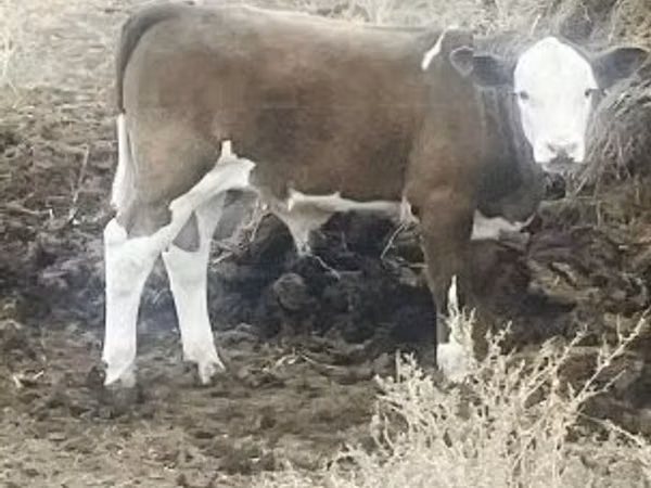 Bulle, Holstein-Rasse