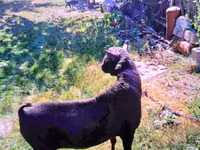 Cabro, Cabras — foto 5