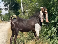 Ziegenbock, Kamori goats — Foto 3