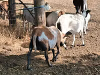 Schaf, Cameroon sheep — Foto 4