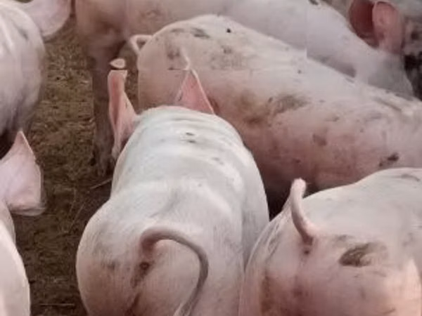 خنزيرة, الخنازير
