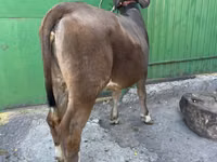Kuh, Swiss cattle — Foto 3