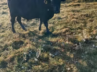 公牛, Aberdeen-Angus — 照片 1
