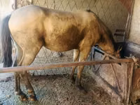 Hengst, French Trotter — Foto 4