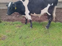 सांड, Russian Black pied cattle — फ़ोटो 1