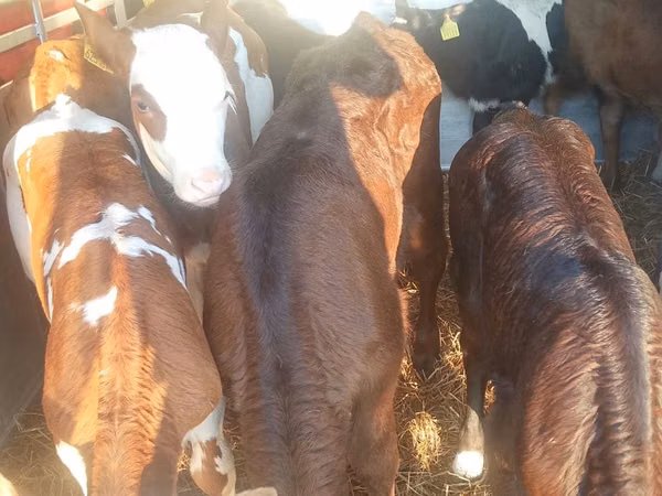 Rinder (Partie, Geschlecht nicht angegeben), Simmental cattle