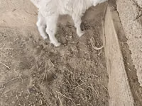 Ziegen (Partie, Geschlecht nicht angegeben), Ziegen — Foto 1