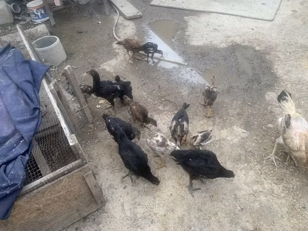 Chickens — Kirgisistan
