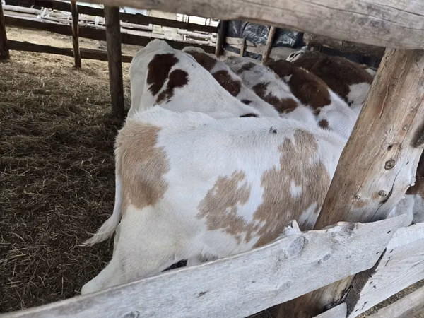 公牛, Simmental cattle — 哈萨克斯坦
