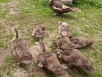 Ducks — Foto 2
