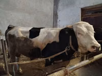 Rinder (Partie, Geschlecht nicht angegeben), Simmental cattle — Foto 2