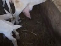 बकरी, Saanen goat — फ़ोटो 5