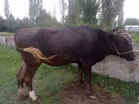 母牛, Alatau breed — 照片 2