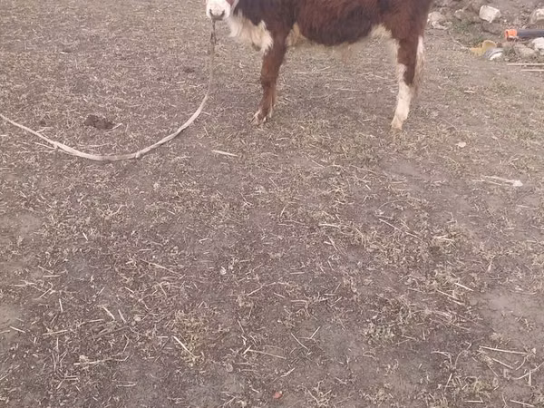 Bulle, Simmental cattle