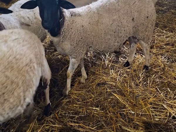 Қошқар, Dorper sheep