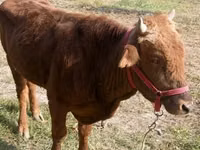 Toro, Ganado vacuno — foto 2