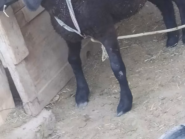 Ram, Sheep — Uzbekistan