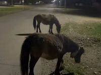 Mare, Horses — photo 2