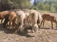 Carnero, Afghan Arabi sheep — foto 7