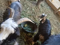 母山羊, Alpine goat — 照片 3