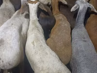 Widder, Kazakh fat-tailed coarsewool sheep — Foto 1