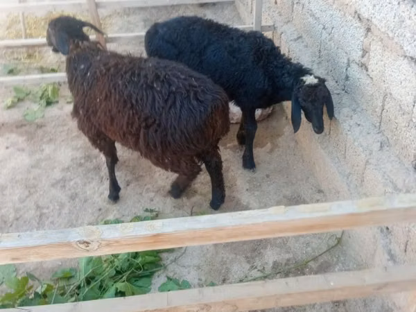 كبش, Hissar sheep — أوزبكستان