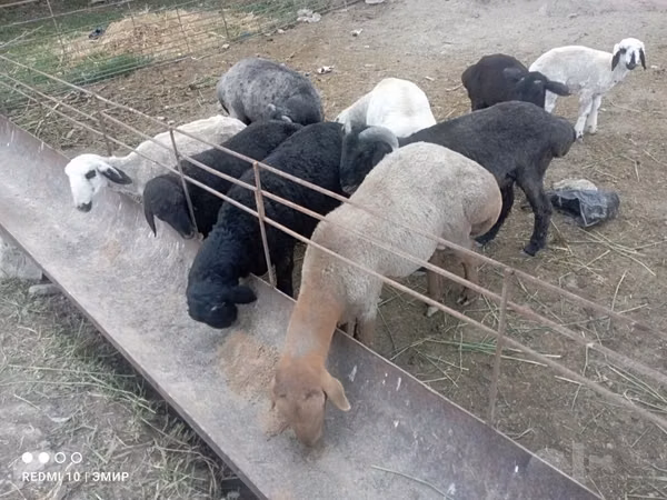Widder, Schafe — Usbekistan