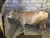 公牛, Simmental cattle — 照片 2