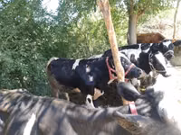 Bulle, Simmental cattle — Foto 6
