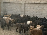 Widder, Edilbay sheep — Foto 1