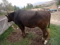母牛, Alatau breed — 照片 4