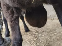 كبش, Hissar sheep — الصورة 1