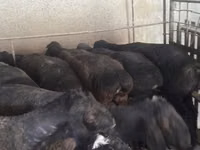 كبش, Rhon sheep — الصورة 5