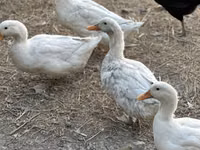 Chickens — Foto 2