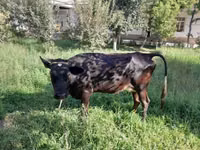 Kuh, Rinder — Foto 3