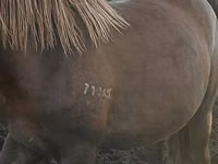 Caballos (lote, sexo no especificado), Caballos — foto 4