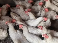 Leghorn — Foto 3