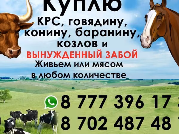 Stute, Horse breed