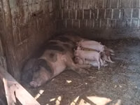 母猪, Pigs — 照片 2