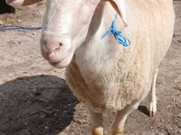 公羊, Sheep — 照片 3