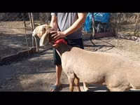 Schaf, Arashan sheep — Foto 2