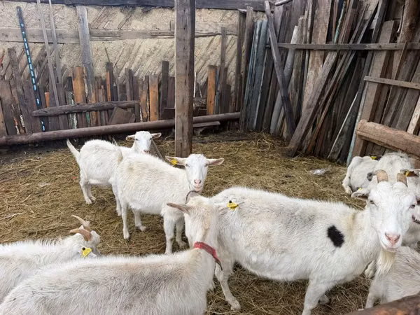 Ziege, Saanen goat — Kasachstan