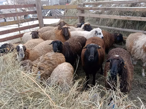 كبش, Gorkov sheep