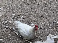 Chickens — Foto 5